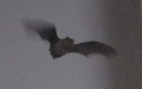 Verschwommene Fledermaus im Flug vor weißem Hintergrund