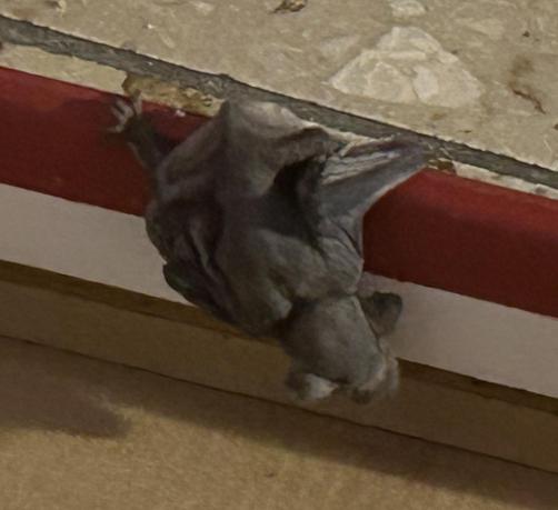 Mini-Fledermaus krallt sich kopfüber an den Rand eines Schuhkartondeckels