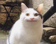 Weiße Katze starrt überrascht mit großen gelben Augen und schiefem Lächeln in die Kamera