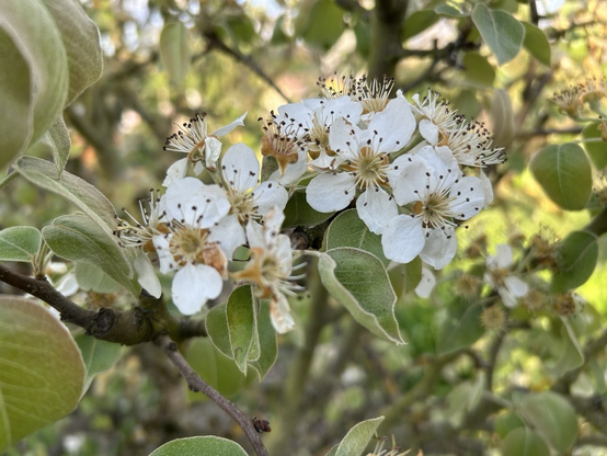 Weiße Blüten mit viel Grün