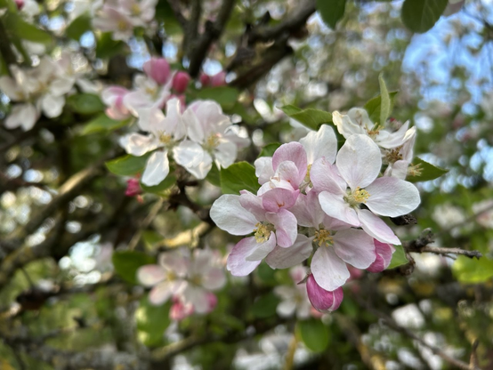 Weiße Blüten mit Rosa