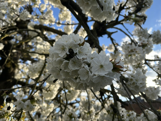 Weiße Blüten in Bündeln mit wenig Grün