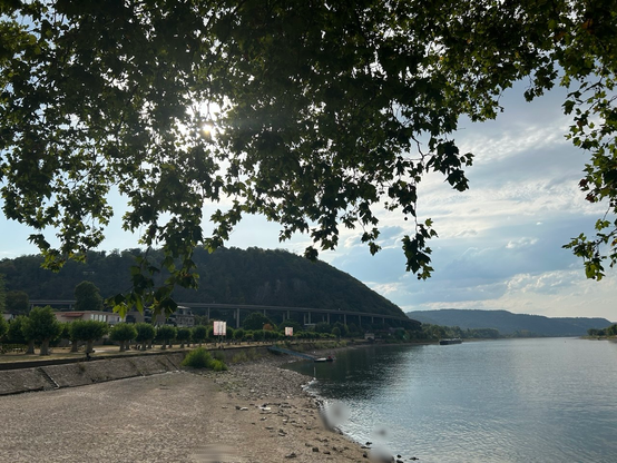 Blick auf den Rhein bei Andernach mit Niedrigwasser. Am Ufer liegt ein großer Kies- und Sandbereich frei. Das Wasser verläuft ruhig entlang des rechten Bildrandes, während das flache Ufer deutlich sichtbar ist. Über dem Bild hängen dichte grüne Blätter eines Baums, durch die die Sonne scheint. Im Hintergrund stehen bewaldete Hügel, eine Brücke führt entlang des Hangs, und am Ufer sind einige Gebäude und Anlegestellen zu erkennen.